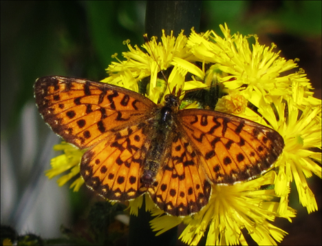 Adirondack Butterflies:  Silver-bordered Fritillary (16 June 2012)